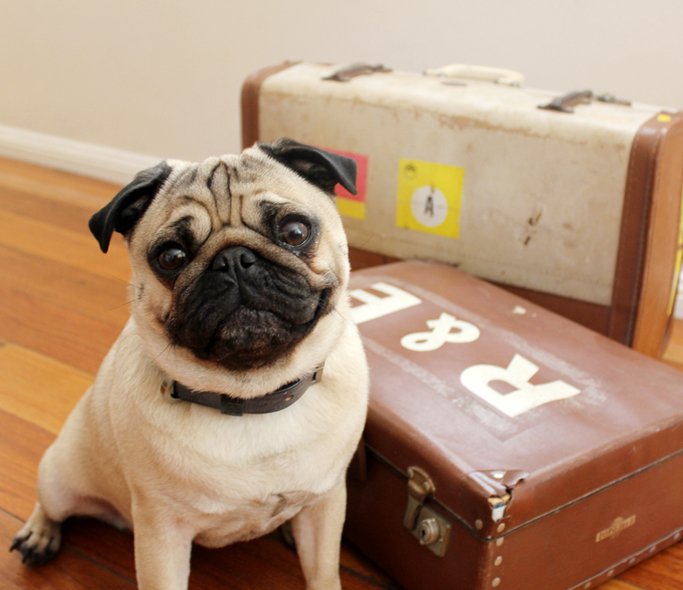 Pet Travel Information ABVC Dubai