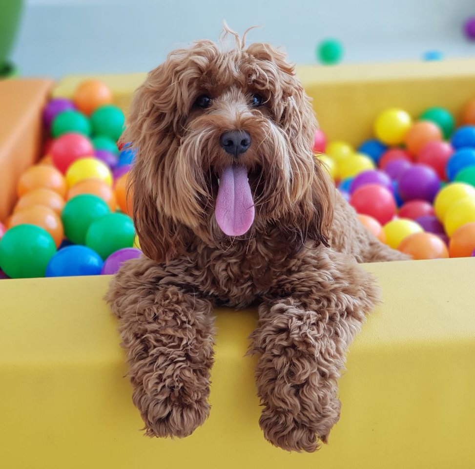 Dog Day Care