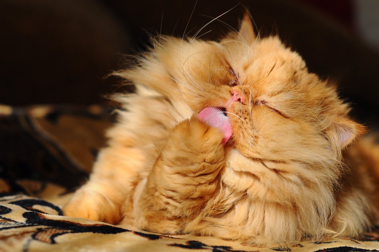 Cat Care Day February 2016 ABVC Dubai