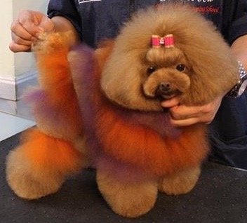Grooming Package ABVC