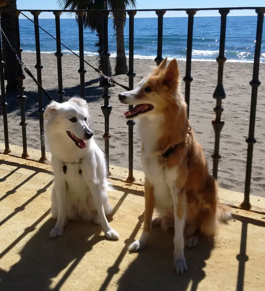 Pet Care Holiday Solutions ABVC Kennels & Cattery Dubai