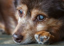 Cataract in Pets Al Barsha Veterinary CLinic Dubai