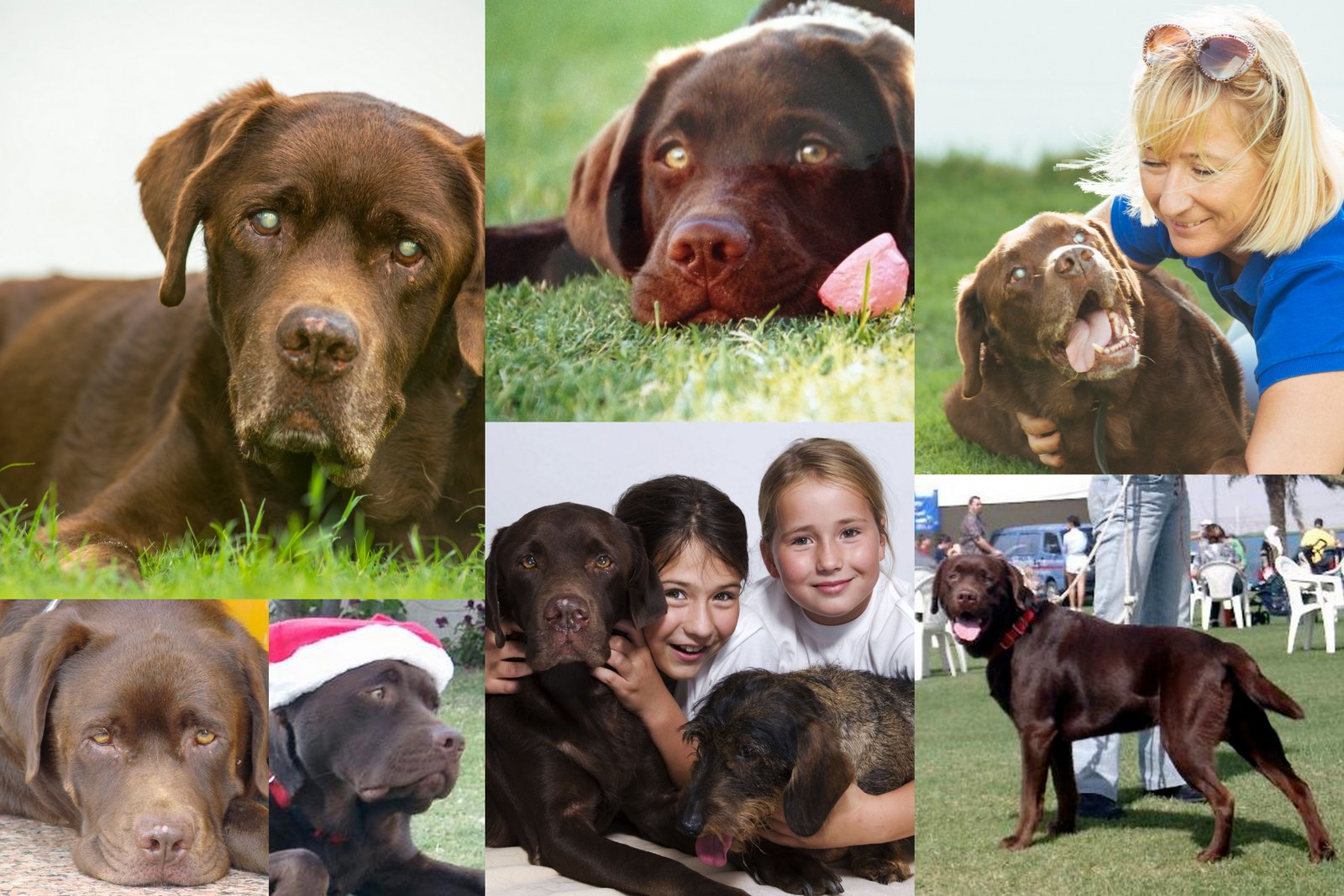 World Pet Memorial Day