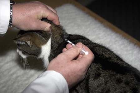 diabetic pet consult