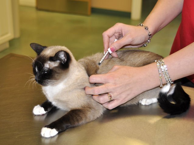 Leukemia in cats