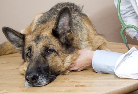 Animal poisoning prevention