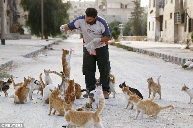 Animal disaster