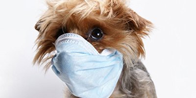 kennel cough vaccination