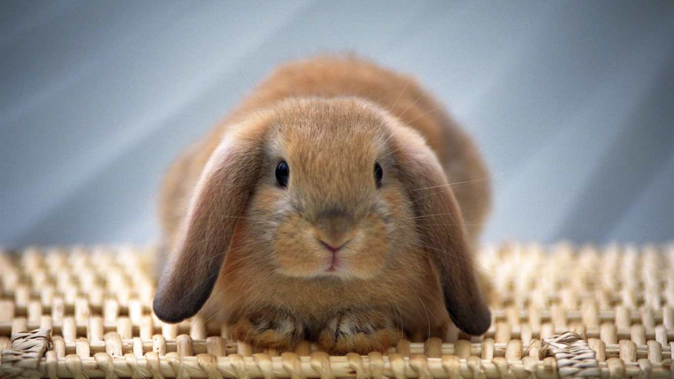 Small Mammals