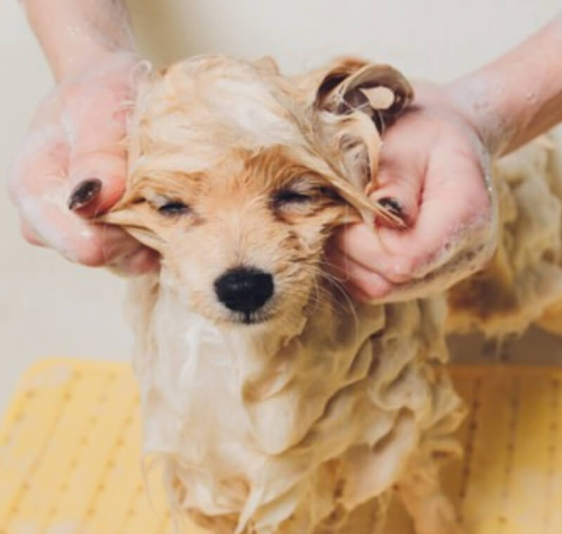 Proper Washing of your Pet by ABVC