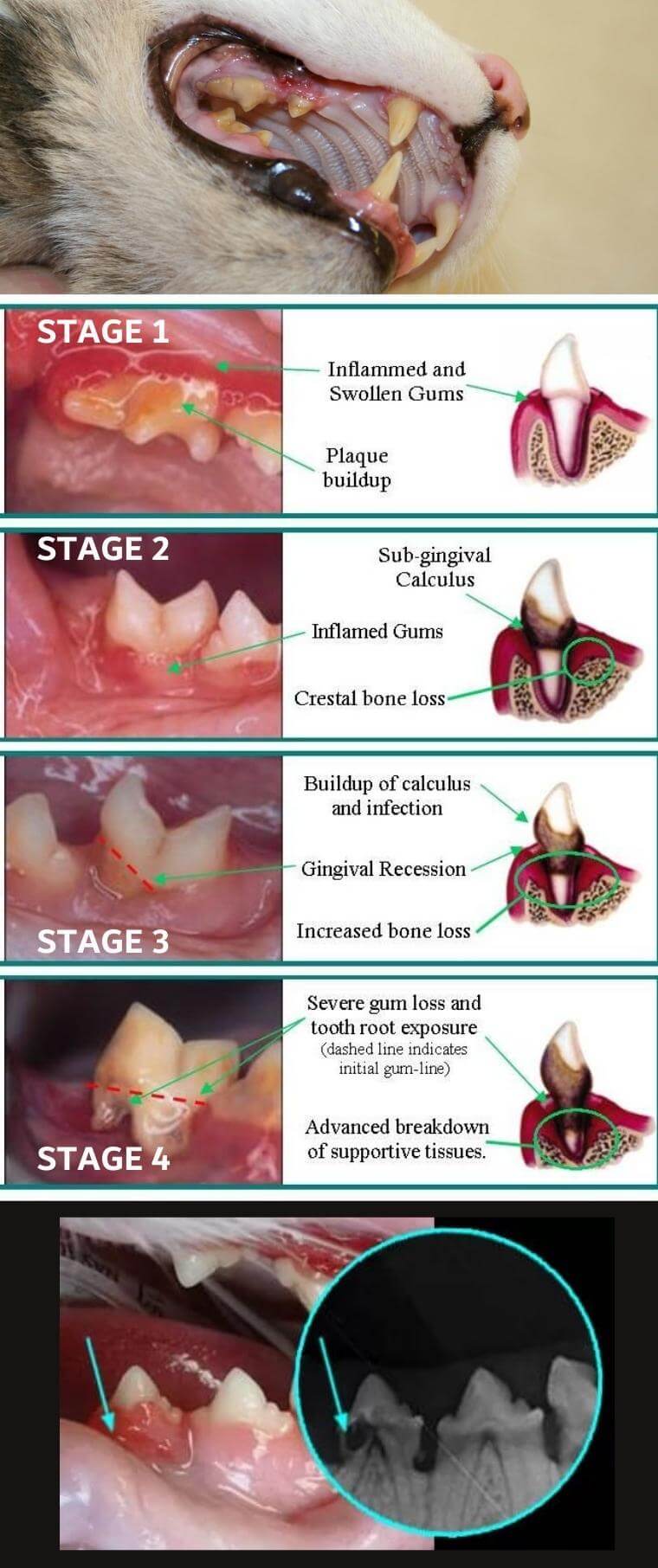 Periodontal Disease on Cats - Signs and Dental Care by ABVC