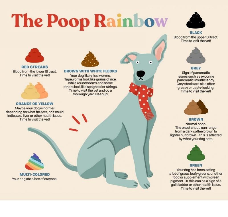 Dog poo decoded: colour, consistency and smell (with charts