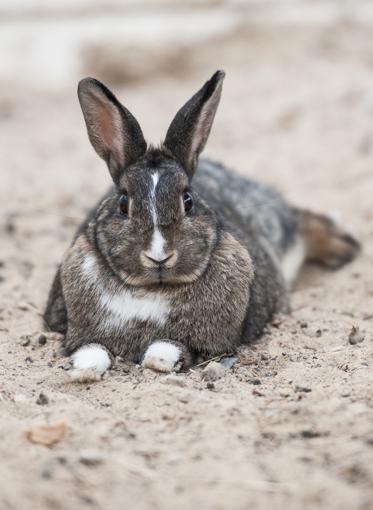 Rodent Rabit Comprehensive veterinary care for your Rabbit or Rodent